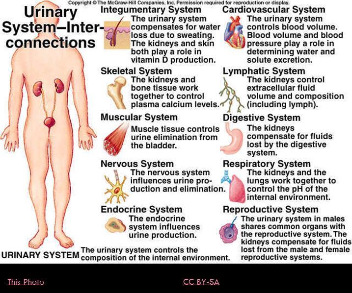 What can go wrong with the excretory system? Initial symptoms can be as mild as swelling in the legs, indicative of the inability of the to maintain homeostasis.
