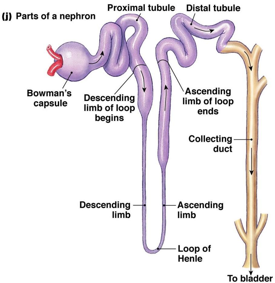 33 Loop of Henle Middle section of the nephron tubule forms a long loop called the loop of Henle The fluid enters the nephron loop first
