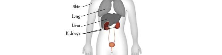 The Kidneys The kidneys produce and excrete a waste product known as urine.
