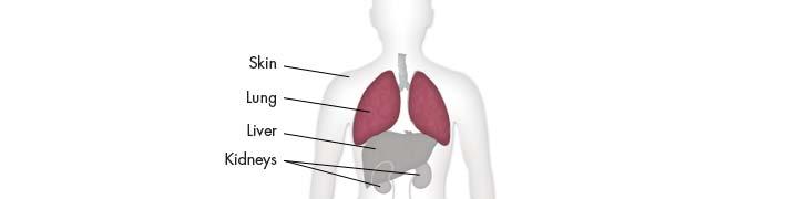 The Lungs The blood transports carbon dioxide, a waste product of cellular respiration, from the body