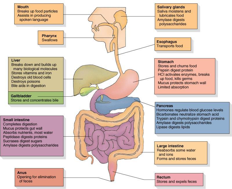 HOW FOOD TRAVELS THROUGH THE DIGESTIVE SYSTEM This