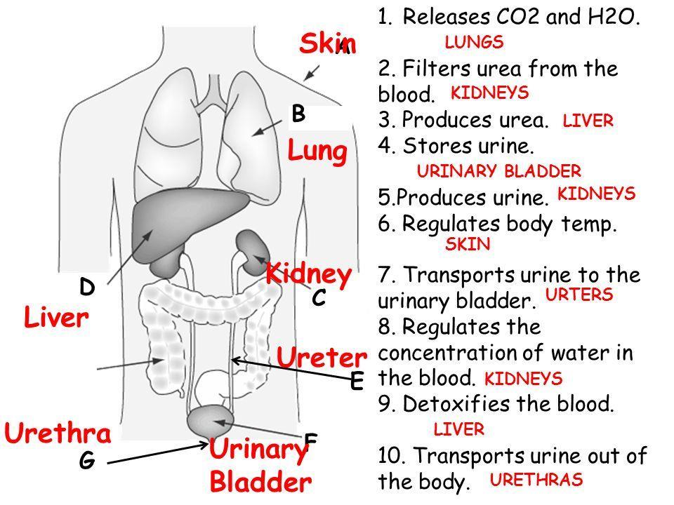 DIAGRAM/MAJOR ORGANS: THE MAJOR FUNCTIONS: THE KIDNEYS FILTER THE BLOOD THE EXCRETORY SYSTEM ENSURES THAT HOMEOSTASIS IS MAINTAINED WHILE WE CONSUME FOOD AND DRINK THE EXCRETORY SYSTEM REGULATES THE
