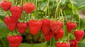 NUTRIENT PROFILE Nutrient Strawberr