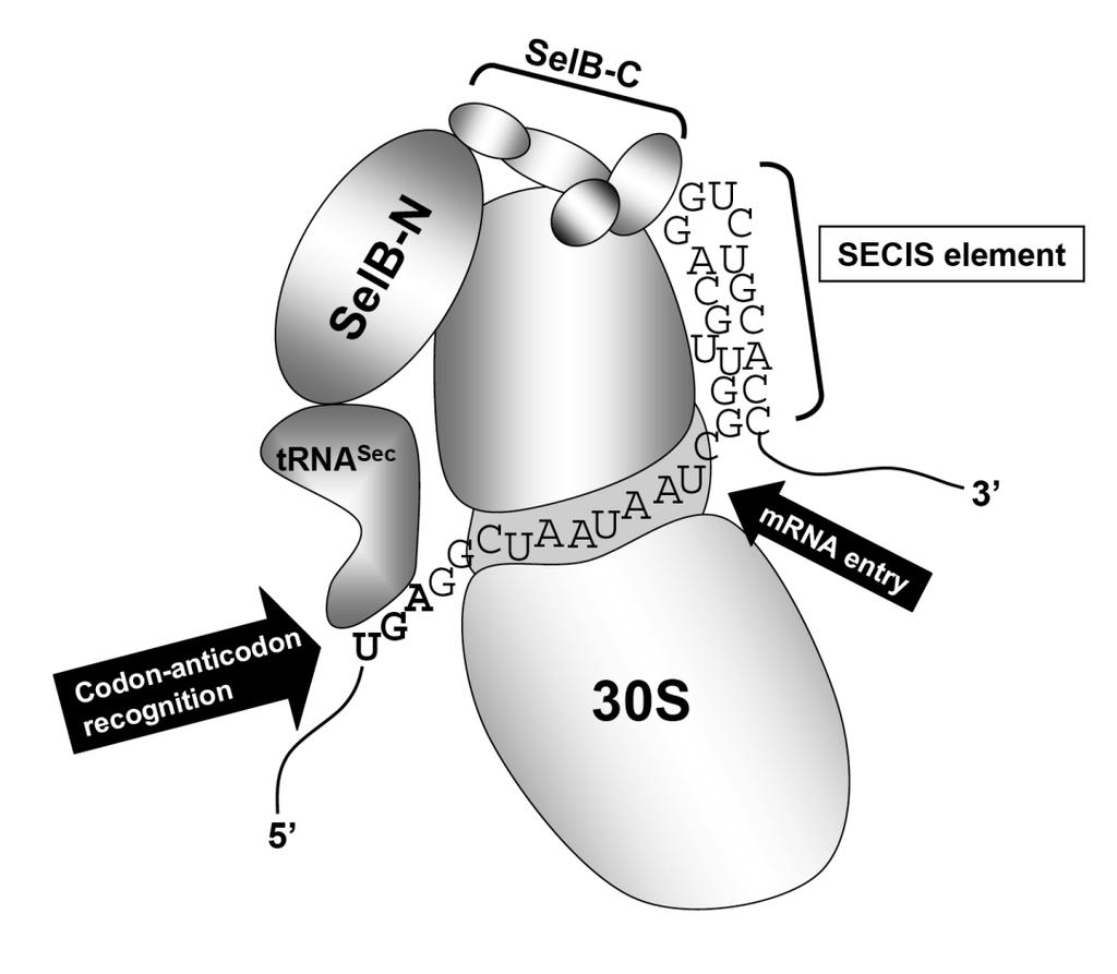 Olle Rengby PhD Thesis steps in the process of Sec insertion into protein. The N-terminal part of SelB (SelB-N) shows similarities with EF-Tu and binds GTP and trna Sec charged with Sec.