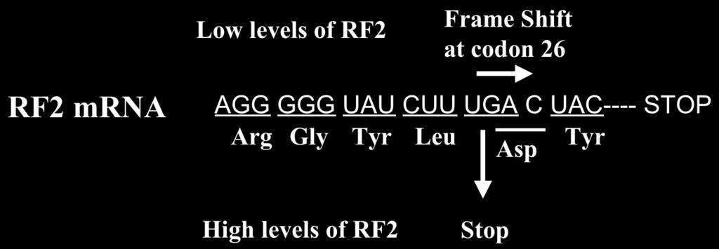 Stretching the genetic code - incorporation of Sec at predefined UGA codons this frameshift site involves a UGA codon, recognized by RF2 itself.