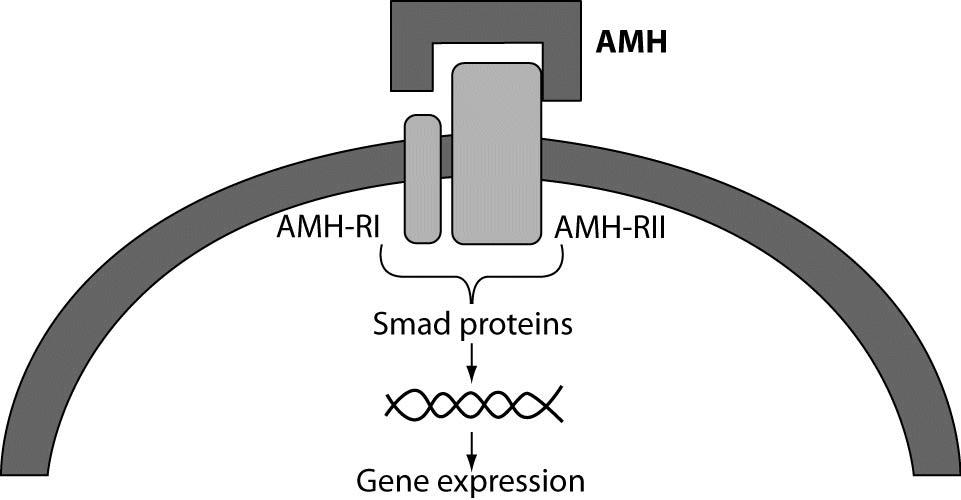 plays an important role in male sex differentiation as its production by the embryonic testes induces the regression of Mullerian ducts AMH action