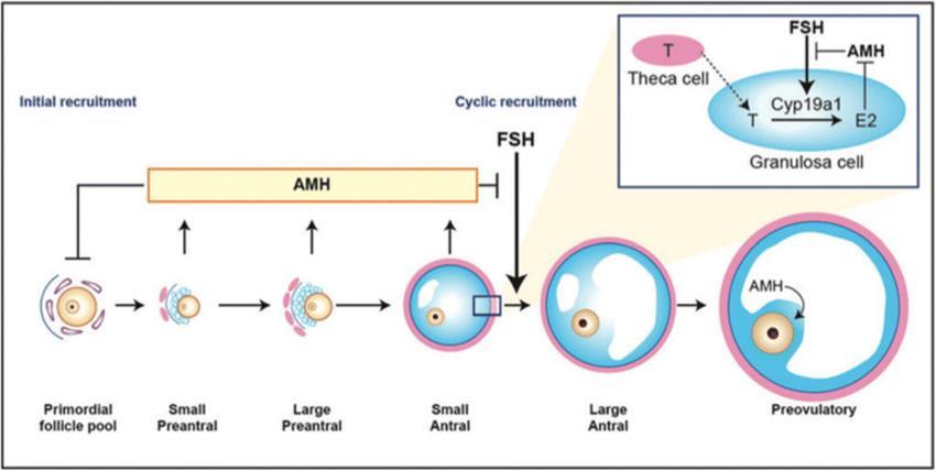 Specific Actions of AMH in Human Ovary AMH is produced by the granulosa cells of small growing follicles In female neonates, AMH is virtually undetectable but increases gradually until puberty and