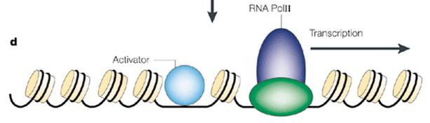 Regulation of gene expression in eukaryotic cells Transcription factor Marmorstein,
