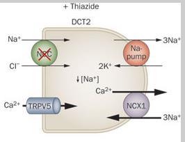 1) Inhibition of NCC in DCT DCT 2) Volume Depletion 3) Increased Na