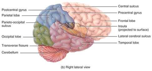 Lobes of the Cerebrum The