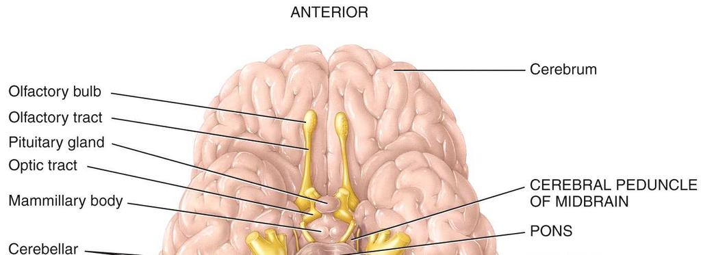 Regions of the Brain Anatomy Overview: The Nervous