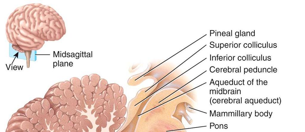 The Cerebellum The cerebellum functions in the coordination of
