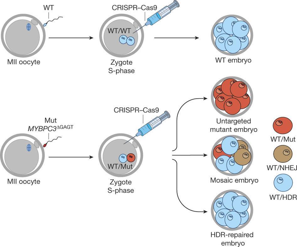 Fixing Embryos by CRISPR? Targeting MYBPC3 GAGT human zygotes at the S-phase MII oocytes fertilized by sperm from a heterozygous patient with equal numbers of mutant and wild-type (WT) spermatozoa.