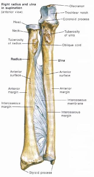 The interosseous membrane acts like a joint because of its intimate participation in force transmission and motion of the radius in relationship