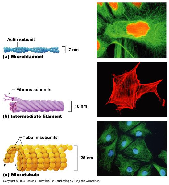 cilia and flagella -protein filaments -create