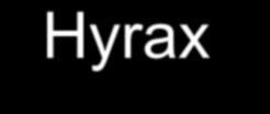 Hyrax mixed dentition