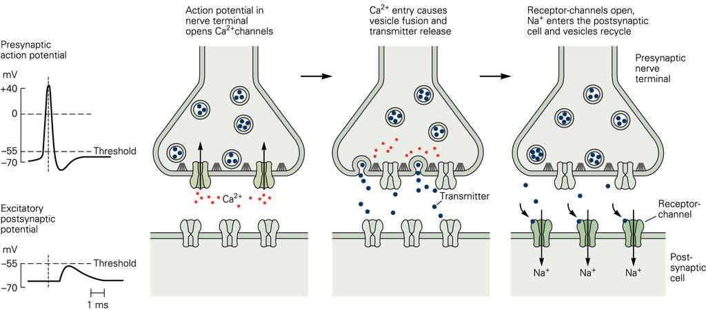 Figure 2: Schematic of synaptic transmission.