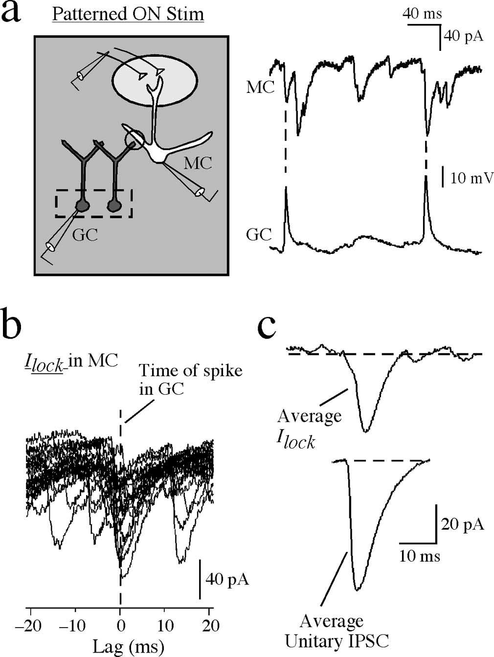 Schoppa Synchronization of Olfactory Bulb Granule Cells J. Neurosci., December 13, 2006 26(50):12996 13006 13005 possible impact on cortical integration of olfactory information (Mori et al.