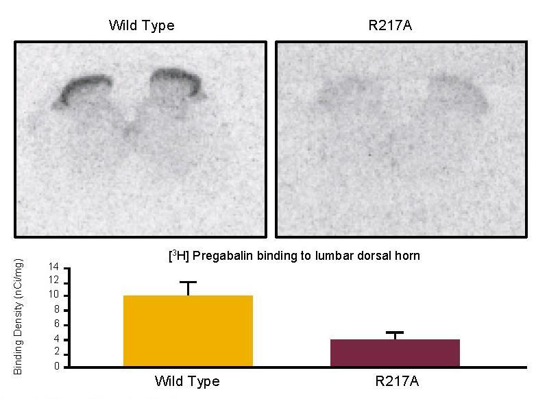 Importance of 2 - Subunit Modulation R217A mutation in the 2 - subunit