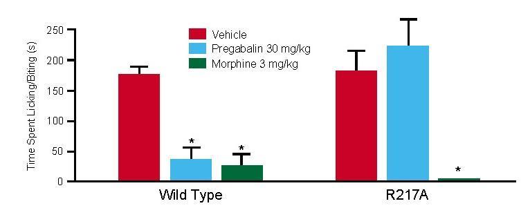 effect of pregabalin Did not affect response to morphine Field et al.