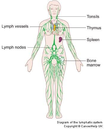 Unit 3 Maintaining Dynamic Equilibrium Review STSE overview Respiratory system Respiratory Disorders Challenge Conclusions Oct 11 3:27 PM Hodgkin s Disease STSE Lymphatic system Humans have two