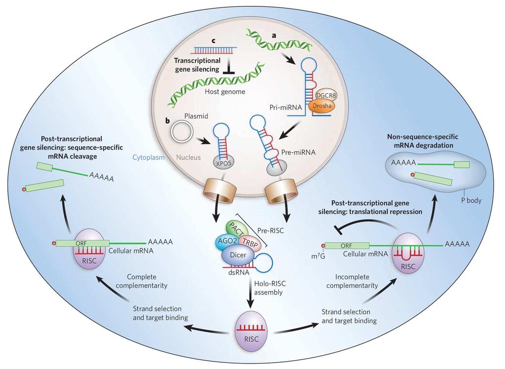 RNAi mechanism Castanotto &