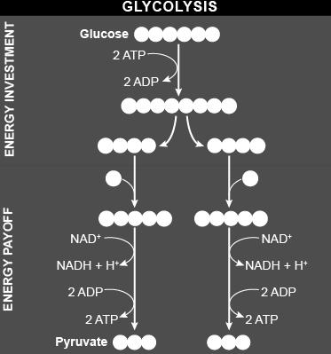 pyruvate 2 NADH + 2H + **Main purpose of glycolysis: to form pyruvate and coenzymes to be used in the next