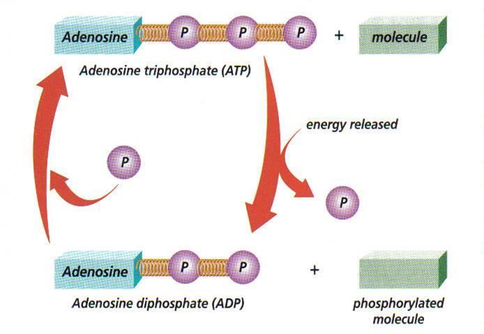 ATP & Energy Energy is required to hold ATP molecules together phosphate molecules are polar and are trying to repel one another When ATP bonds are broken, energy is released ATP energy is used for