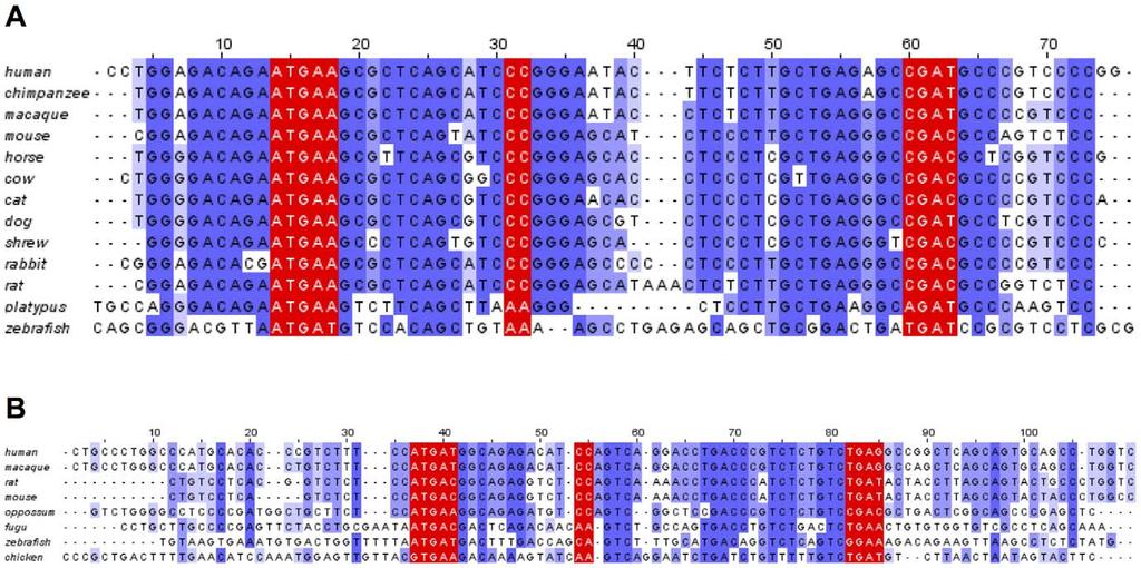 Figure 6. SECIS elements of SelM and SelO. Multiple sequence alignment of SelM (A) and SelO (B) SECIS elements. Critical regions are marked in red. doi:10.1371/journal.pone.0033066.