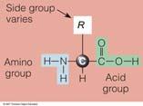 Structure of Amino Acids Each amino acid has a central alpha carbon atom Two end groups an amino group (NH2) a carboxyl group (COOH) A side (R group) bonded to the α carbon between the two end groups