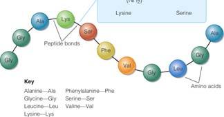 Primary Structure of a Protein Levels of Protein Structure (cont.