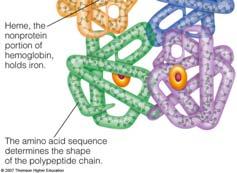 Quaternary Structure of Proteins 2009 Cengage -