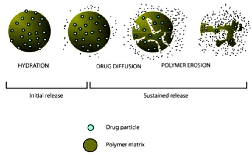 Exenatide for Diabetes Current Diabetes Reviews, 2013, Vol. 9, No. 2 171 Fig. (10). ExQW mechanism of drug release from poly-(d,l-lactide-co-glycolide) microspheres.