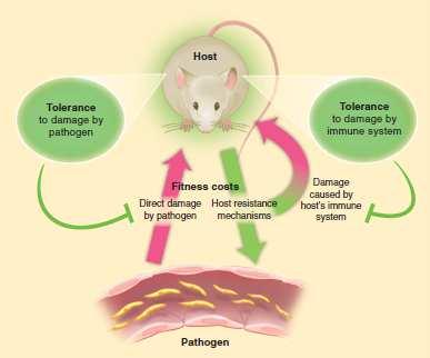 INDIRECT EFFECTS AT THE LIGHT OF ECOLOGICAL IMMUNOLOGY: CONCEPT OF TOLERANCE TO A PATHOGEN For each individual, a CMV infection has a fitness cost : Damage caused by the pathogen : direct effects
