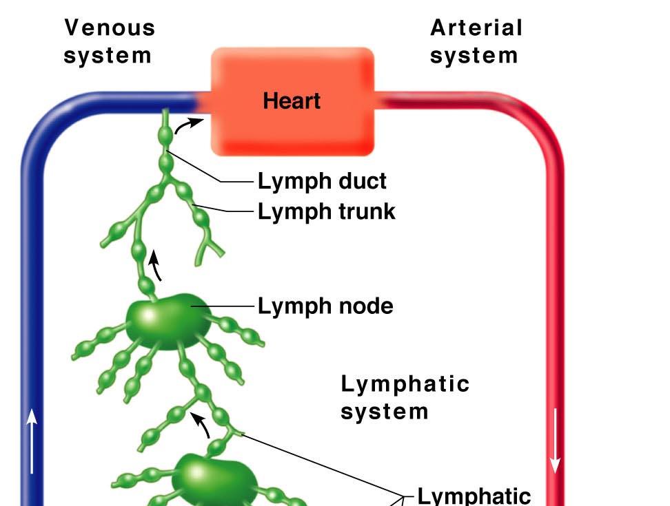 (e) lymph moves through lymphatic vessels (1) milking action of skeletal muscles (2) breathing/changes in thoracic cavity volume (f) lymph returned to blood via C)