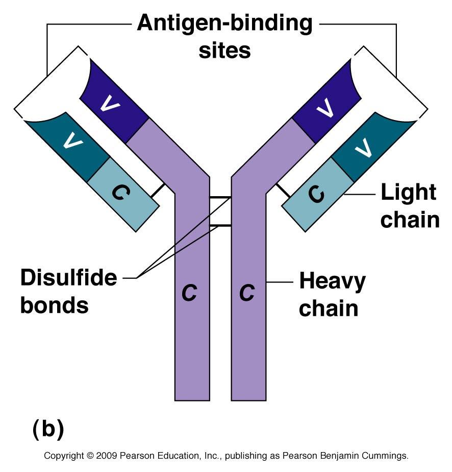 D) Antibodies: 1) Proteins (a) soluble protein (plasma) (b) secreted by activated B-cells (c) identical to B-cell receptor (d) antigen-binding site (specific to a particular antigen) 2) Functions: