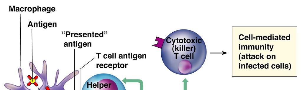 E) Cell-Mediated Immunity 1) T-cell receptor specific for antigen bound to body marker 2) activation: antigen-body marker presented by macrophage (a) results in clonal expansion (1) plasma cells (2)