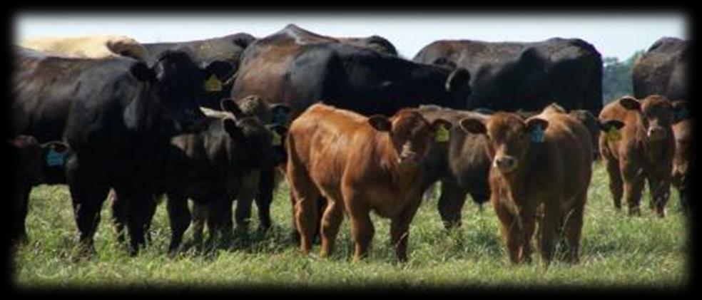 FAT SUPPLEMENTATION FOR BEEF CATTLE: EFFECT ON REPRODUCTIVE EFFICIENCY AND CALF GROWTH F. Anez-Osuna 1, 2, H.A. (Bart) Lardner 1, 2, G. Penner 2, P. Jefferson 1, J.