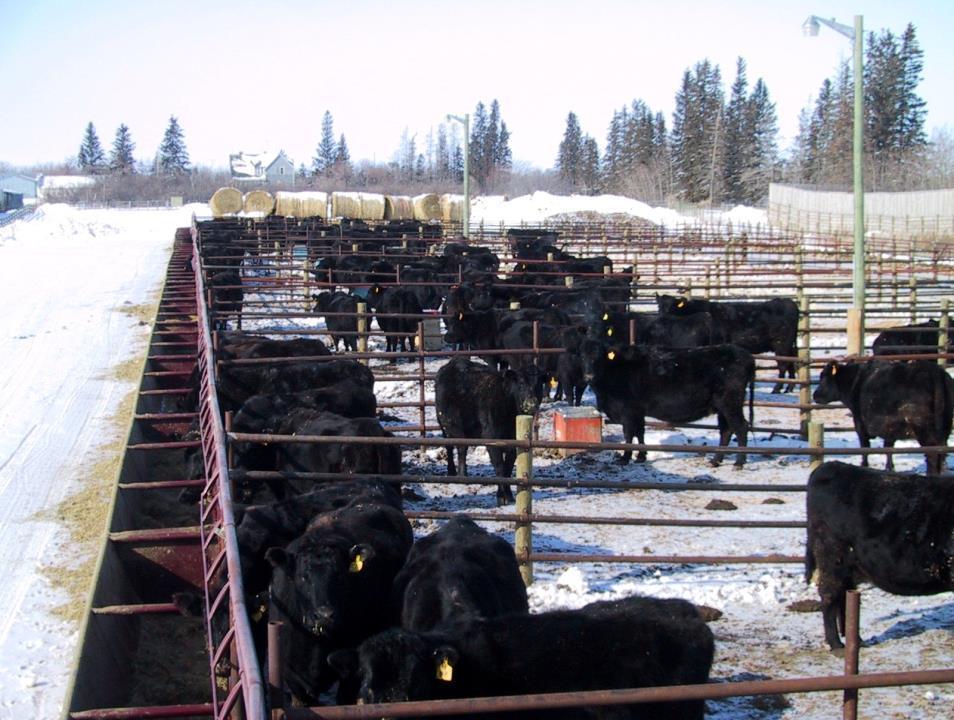 STUDY 2 EFFECTS OF FAT AND TYPE OF FATTY ACID IN BEEF COW