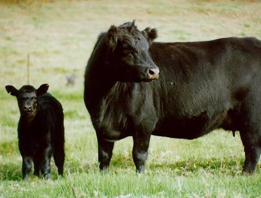 REQUIREMENTS FOR PROTEIN AND TDN 800 lb heifer, not pregnant Protein TDN TDN:CP Ratio 7 54 7.