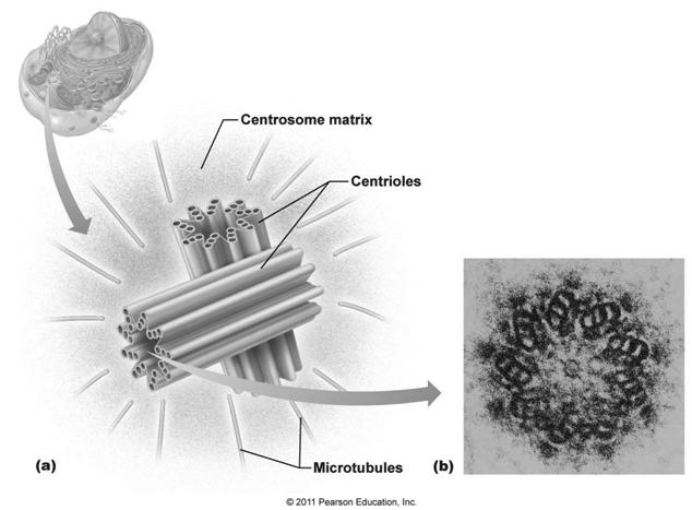 8.5 Cell division is a continuum of dynamic! Spindle apparatus Is a growing network of microtubules that is formed from a centriole within the centrosome.