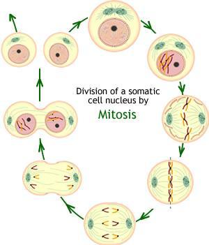Animated Mitosis Cycle Interphase Prophase