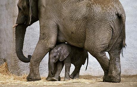 How do little elephants