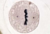 Metaphase: Each chromosome (with 2
