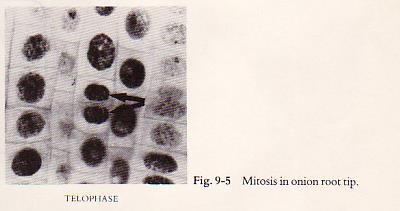 two  In animal cells, a