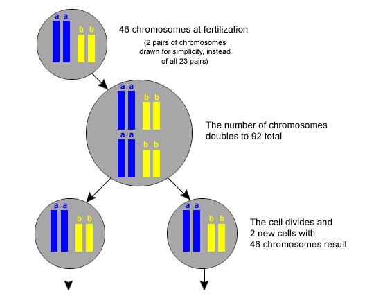 It results in two daughter cells that have identical chromosomes to the parent cell.