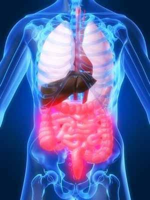 Irritable Bowel Syndrome - IBS Common gut complaint - around 20% prevalence May be related to imbalances in gut microbiota -