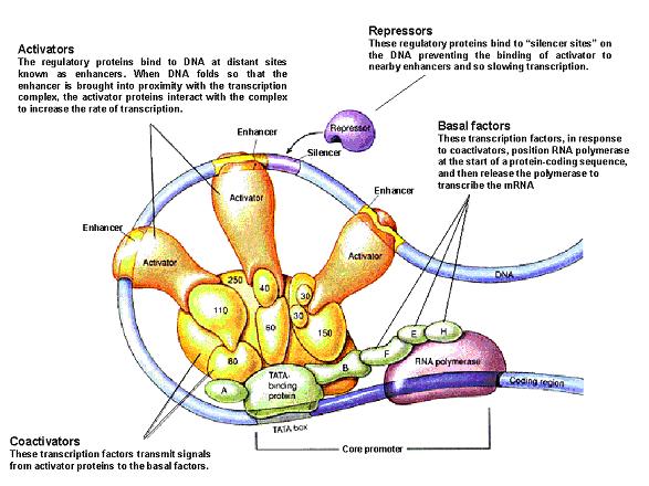 6. Oncogenes and transcription factors A number of proteins encoded by oncogenes are located in the nucleus and function as transcription factors.