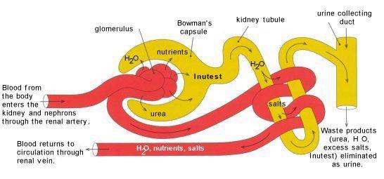 in all the renal corpuscles of both kidneys