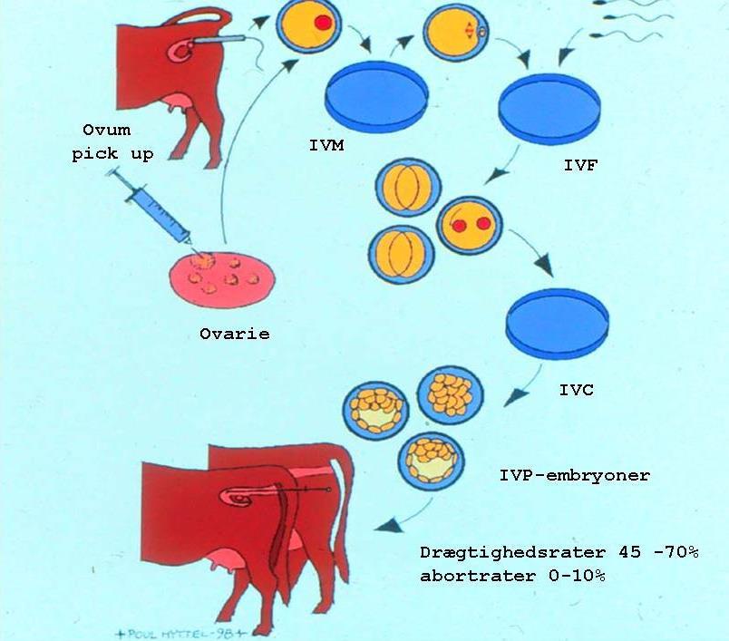 Bovine in vitro production (IVP) of Embryos Two methods to retrieve oocytes: